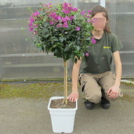 Bougainvillea glabra malva 1